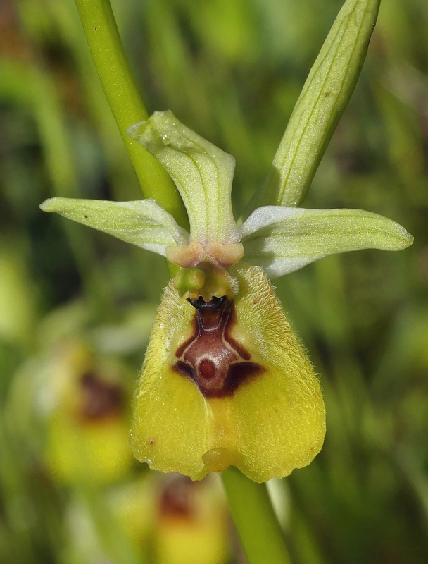 Ophrys lacaitae tra introgressioni e forme ibride  Molise 2023.